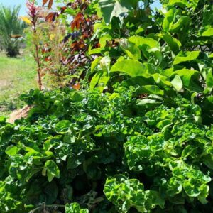 Brazilian Spinach PLANT – Heirloom – Alternanthera Sissoo – Perennial Spinach