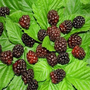 Boysenberry PLANT – Heirloom – Cross Raspberry x Blackberry x Dewberry x Loganberry – Rubus Ursinus