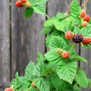 Boysenberry PLANT – Heirloom – Cross Raspberry x Blackberry x Dewberry x Loganberry – Rubus Ursinus