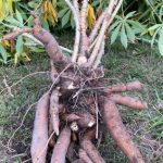 Two Cassava CUTTINGS – Heirloom – Ready to plant – Potatoe Substitute