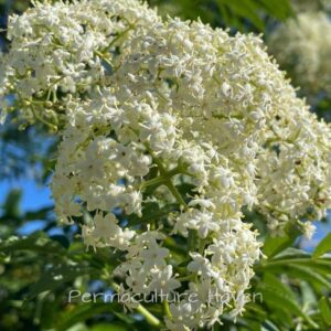 Elderberry Tree PLANT Heirloom – Black European Elderberry – Sambucus Nigra