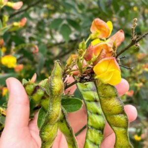 Pigeon Pea SEEDS – Heirloom – Cajanus Cajan – Perennial Pea #5