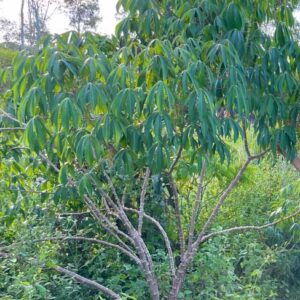 Cassava PLANT Heirloom – Ready to Plant – Potatoe Substitute
