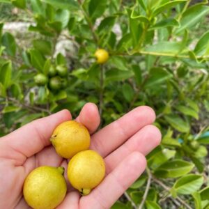 Yellow Cherry Guava Seeds Heirloom - Lemon Guava - Ipomoea Batatas #8