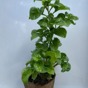 Brazilian Spinach PLANT – Heirloom – Alternanthera Sissoo – Perennial Spinach