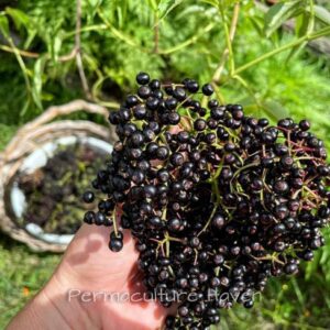 Elderberry Tree PLANT Heirloom – Black European Elderberry – Sambucus Nigra