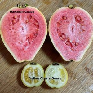 Hawaiian Guava PLANT Heirloom – Psidium Guajava