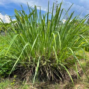 Lemongrass STALK x 3 – Heirloom – Cymbopogon – Ready to Plant