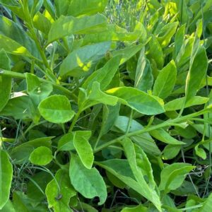 Longevity Spinach PLANT – Heirloom – Gynura procumbens – Perennial Spinach