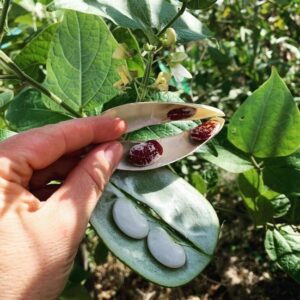 Seven Years Madagascar Bean SEEDS – Heirloom- Perennial Bean #5