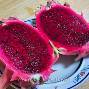Red Dragon Fruit CUTTING Heirloom – Self-Pollinating – Large Fruits