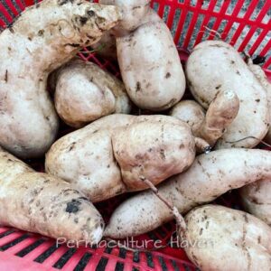 White Sweet Potatoe Runner x 2 – Australian Native Heirloom – Desert Yam, Native Sweet Potato – Ipomea costata