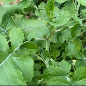 Ethiopian Cabbage SEEDS Heirloom – Ethiopian Kale – Brassica carinata #20+