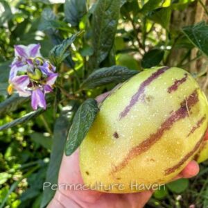 Pepino Melon PLANT Heirloom – Solanum muricatum – Perennial Fruiting Bush