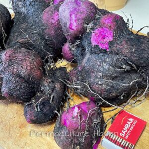 Purple Yam Ube PLANT Heirloom – Dioscorea alata