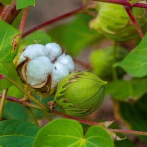 Tree Cotton SEEDS Heirloom – Gossypium Arboreum #5