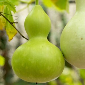 Bottle Gourd, Calabash SEEDS Heirloom – Lagenaria siceraria #5