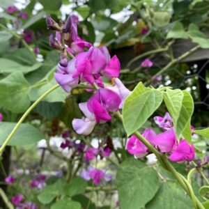 Poor Man’s Bean SEEDS – Dolichos lablab, Lablab purpureus, Hyacinth bean – Heirloom – Perennial Bean #6