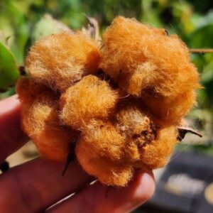 Tree Cotton SEEDS Heirloom – Gold Cotton – Gossypium Arboreum #5