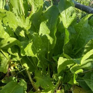 Horseradish PLANT Heirloom – Armoracia rusticana
