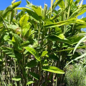 Galangal RHIZOME – Evergreen Thai Ginger – Greater Galangal – Alpinia galanga