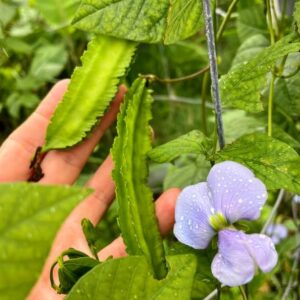 Winged Bean SEEDS – Psophocarpus tetragonolobus – Four Angled Bean – Heirloom #8