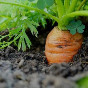 Carrot All Seasons SEEDS – Daucus carota – Heat Tolerant – Heirloom #250+