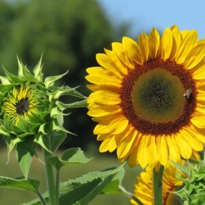 Sunflower Sunbird SEEDS – Helianthus Annuus – Bees and Birds Love it – Heirloom #20+