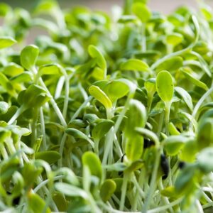 Alfalfa Microgreen SEEDS Heirloom – Microgreens Sprouts – Medicago Sativa #14G6720