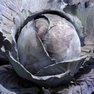 Red Cabbage SEEDS – Heirloom – Red Acre #025G50