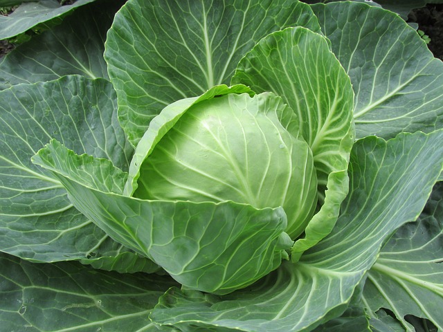 Cabbage SEEDS Heirloom – Golden Acre #025G50