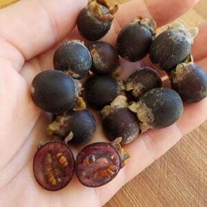Ceylon Hill Gooseberry SEEDS Heirloom – Downy Myrtle – Rhodomyrtus tomentosa #8