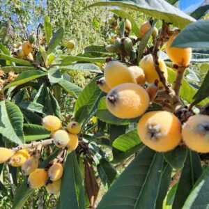 Loquat Tree SEEDS Heirloom - Delicious Fruit - Eriobotrya japonica #5