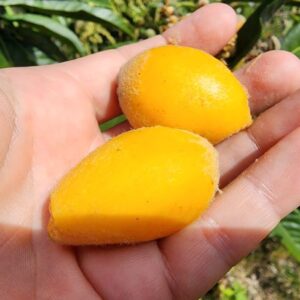 Loquat Tree SEEDS Heirloom – Delicious Fruit – Eriobotrya japonica #5