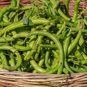 Beans Blue Lake SEEDS - Phaseolus vulgaris - Stringless Climbing Beans - Heirloom #16