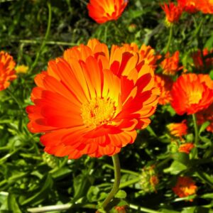 Calendula Pacific Beauty Mix Flower SEEDS - Edible - Medicinal Flowers - Bees and Birds Love it - Heirloom #70