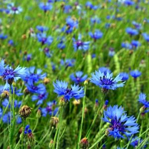 Cornflower Blue Boy Flower SEEDS – Edible – Medicinal Flowers – Bees Love it – Heirloom #50