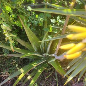 Aloe Vera PLANT - Aloe vera barbadensis Miller - Yellow Flowering Edible Plant - Naturally Grown
