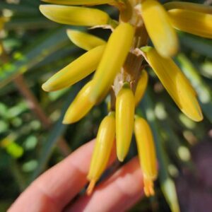 Aloe Vera PLANT – Aloe vera barbadensis Miller – Yellow Flowering Edible Plant – Naturally Grown