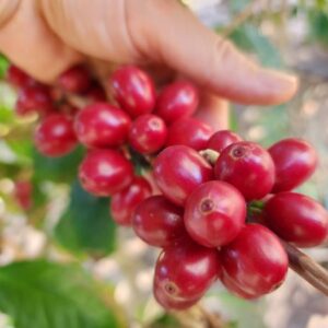 Arabica Coffee SEEDS Heirloom – Coffea arabica #8