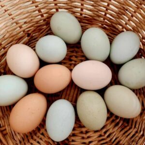 Araucana Chicken - Blue and Green Fertile Eggs for Hatching #12