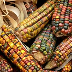 Glass Gem Corn SEEDS Vibrant Colours Non-GMO Heirloom  – Zea Mays #20