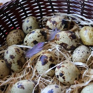 Japanese Jumbo Quails - Fertile Eggs for Hatching #12