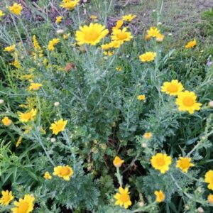 Garland Chrysanthemum SEEDS Heirloom – Edible Chrysanthemum – Shungiku – Chop Suey Greens – Chrysanthemum coronarium #30