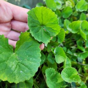 Gotu Kola PLANT – Arthritis Plant – Centella asiatica – Heirloom Perennial Ground Cover