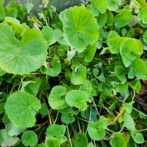 Gotu Kola PLANT – Arthritis Plant – Centella asiatica – Heirloom Perennial Ground Cover