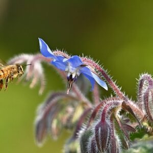 Borage SEEDS – Borage Officinalis – Edible Herb – Bees Love it – Heirloom #30