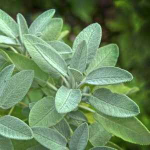 Sage Herb SEEDS – Salvia Officinalis – Heirloom #10