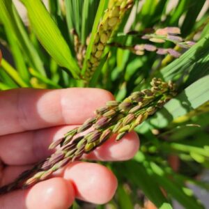 Black Rice SEEDS Heirloom – Forbidden Rice – Perennial Rice – Oryza Sativa #6
