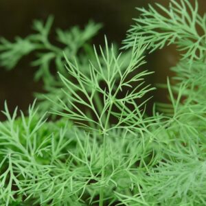 Dill Bouquet Herb SEEDS – Anethum graveolens – Heirloom #200